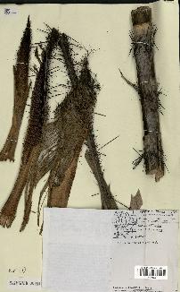 spécimen de Bactris major