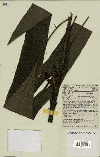 spécimen de Bactris integrifolia