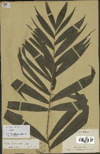 spécimen de Dypsis fasciculata