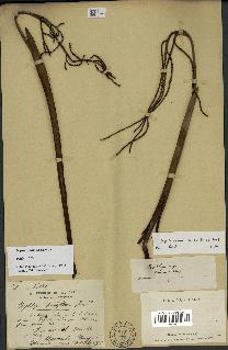 spécimen de Dypsis fanjana