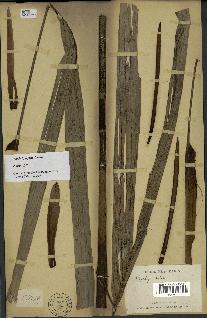 spécimen de Dypsis fanjana