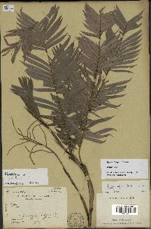 spécimen de Dypsis elegans
