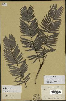 spécimen de Dypsis elegans