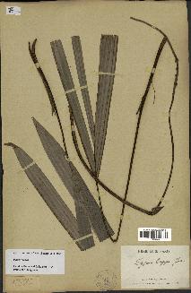 spécimen de Dypsis digitata
