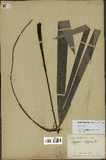 spécimen de Dypsis digitata