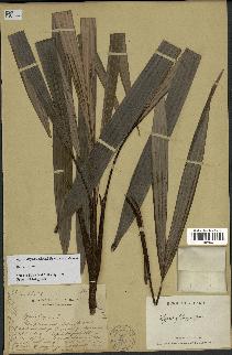 spécimen de Dypsis digitata