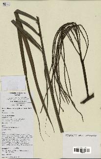 spécimen de Dypsis fibrosa