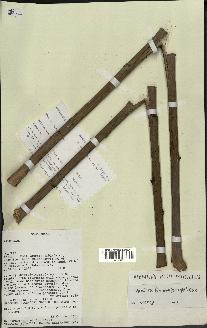 spécimen de Dypsis fibrosa