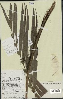 spécimen de Dypsis fibrosa