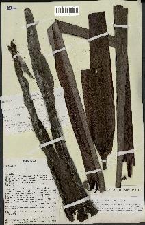 spécimen de Dypsis fibrosa