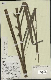 spécimen de Dypsis fibrosa