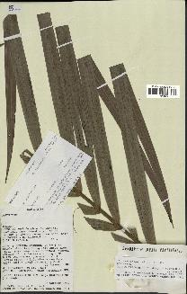 spécimen de Dypsis fibrosa