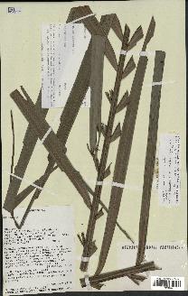 spécimen de Dypsis fibrosa