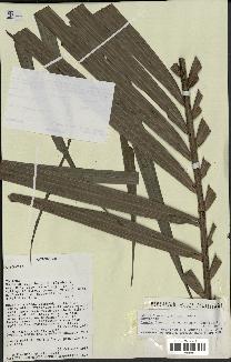 spécimen de Dypsis fibrosa
