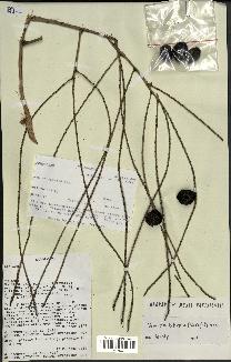 spécimen de Dypsis fibrosa