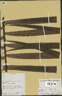 spécimen de Dypsis fibrosa