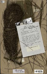 spécimen de Dypsis fibrosa