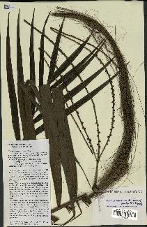 spécimen de Dypsis crinita