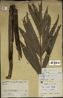 spécimen de Dypsis coursii