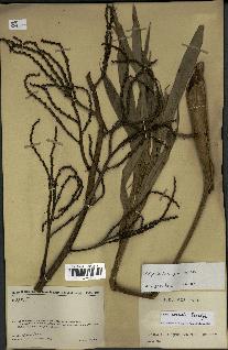 spécimen de Dypsis coursii