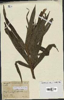 spécimen de Dypsis coursii