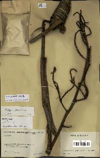 spécimen de Dypsis coursii