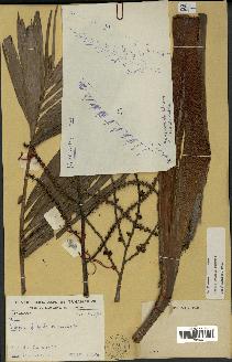spécimen de Dypsis coursii