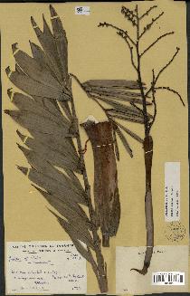 spécimen de Dypsis coursii