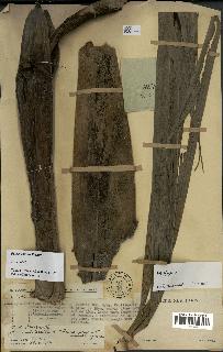 spécimen de Dypsis coursii