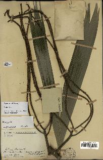 spécimen de Dypsis coursii