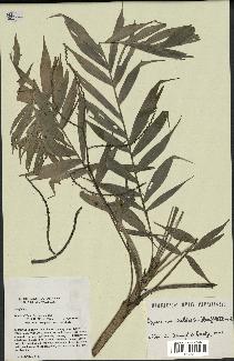 spécimen de Dypsis corniculata