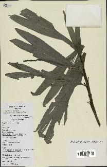 spécimen de Dypsis coriacea
