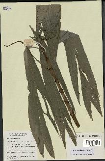 spécimen de Dypsis coriacea