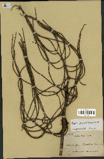 spécimen de Dypsis pinnatifrons