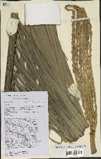 spécimen de Dypsis bejofo