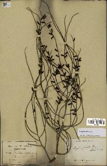 spécimen de Dypsis pinnatifrons
