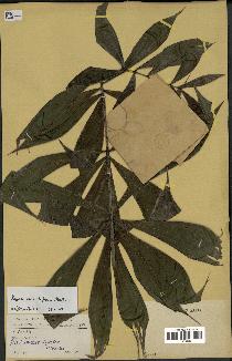 spécimen de Dypsis pinnatifrons