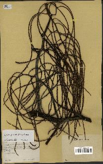 spécimen de Dypsis pinnatifrons