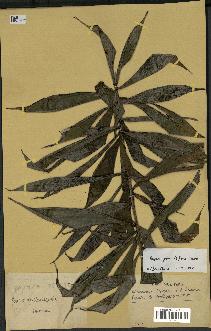 spécimen de Dypsis pinnatifrons