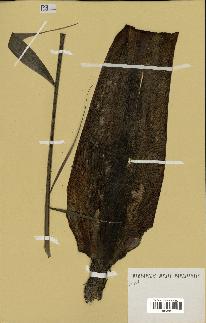 spécimen de Dypsis pinnatifrons
