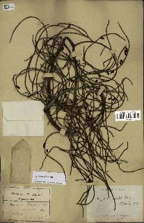 spécimen de Dypsis pinnatifrons