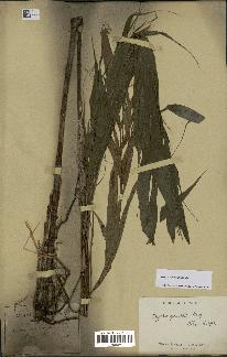 spécimen de Dypsis pinnatifrons