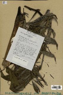 spécimen de Dypsis pinnatifrons