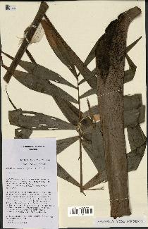 spécimen de Dypsis pinnatifrons