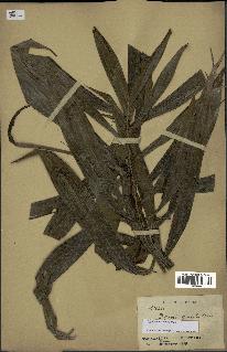 spécimen de Dypsis pinnatifrons