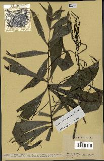 spécimen de Dypsis pinnatifrons
