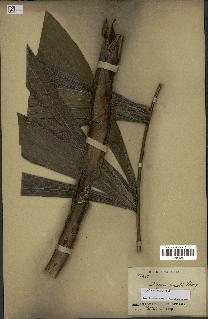 spécimen de Dypsis pinnatifrons