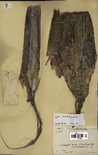spécimen de Dypsis pinnatifrons
