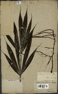 spécimen de Dypsis pinnatifrons