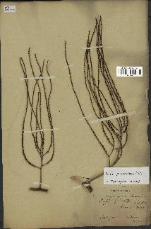 spécimen de Dypsis pinnatifrons